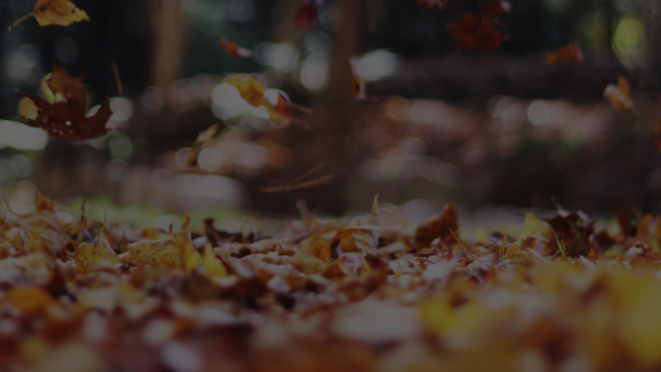 空き家の譲渡所得の3,000万円特別控除:厳しすぎる要件