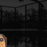 賃貸物件におけるペット飼育許可：マンション管理規約の確認