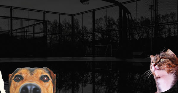 賃貸物件におけるペット飼育許可：マンション管理規約の確認